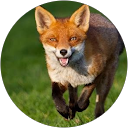Fox profile picture