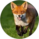 Fox profile picture
